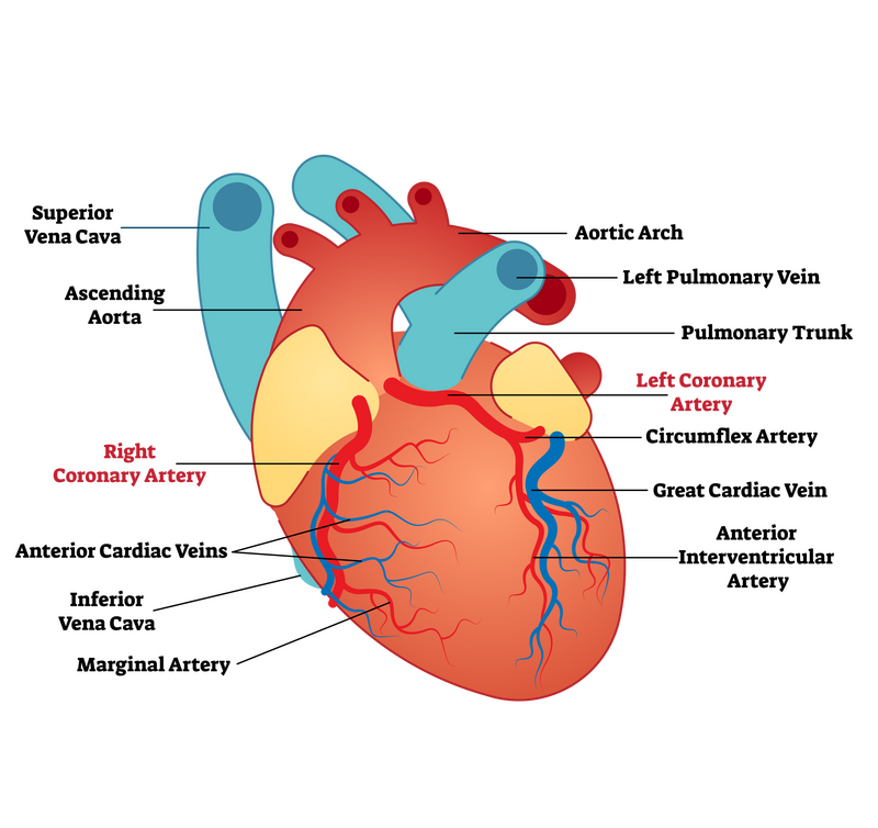 Coronary heart disease • Heart Research Institute